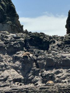 Sea lions sunning.