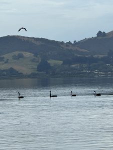Beautiful black swans.