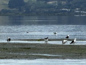 Gulls enjoying the sandbar.