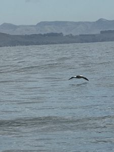 Northern Royal Albatross in flight.