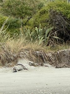 Yes, that is a sea lion, covered in sand.