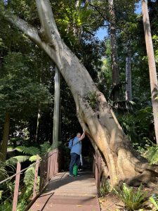 When we first approached this tree, we thought the plastic tube was protecting a pole, holding up the tree. After further inspection, it is protecting a root that has grown down to the creek.