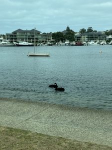 Black swans in the Swan River