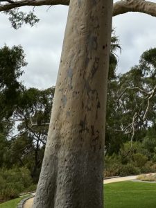 The eucalyptus tree's bark is so smooth and hard.