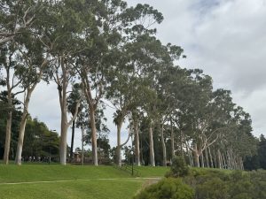 More eucalyptus trees!