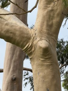 Eucalyptus tree wrinkles.