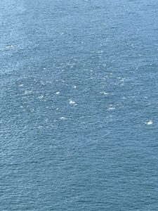 A school of dolphins in Hout Bay.