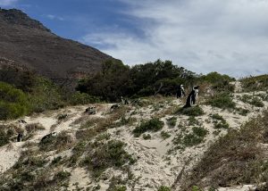 Penguin colony at Boulders Beach.