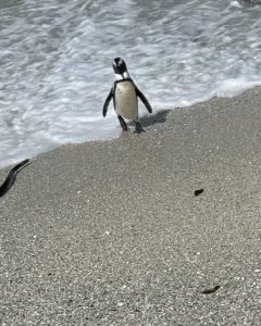 Hello little buddy!