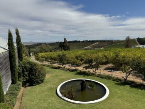 Our view at Marianne Wine Estate, Stollenbosch.