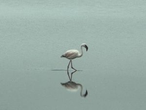 The water was so still, I captured this flamingo and it's reflection.