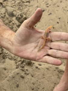 The translucent gecko had a full belly.
