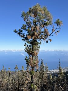 This whole area burned in fall 2023 but the Canaria Pine resists fire and recovers.