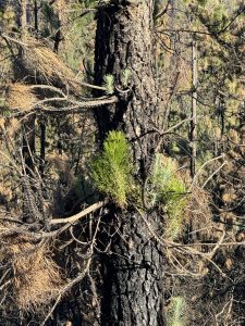 This Canarian Pine is recovering from a fire last year.