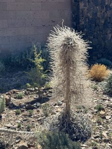 Another dried tajinaste plant.