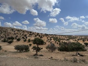 Argan tree grove.