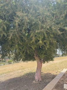 Argan tree.