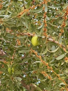 Argan nuts.