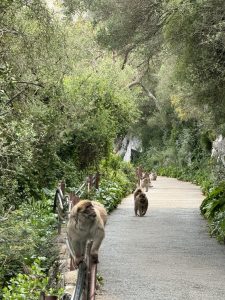 Here come the monkeys.