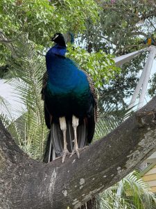 A male peacock.