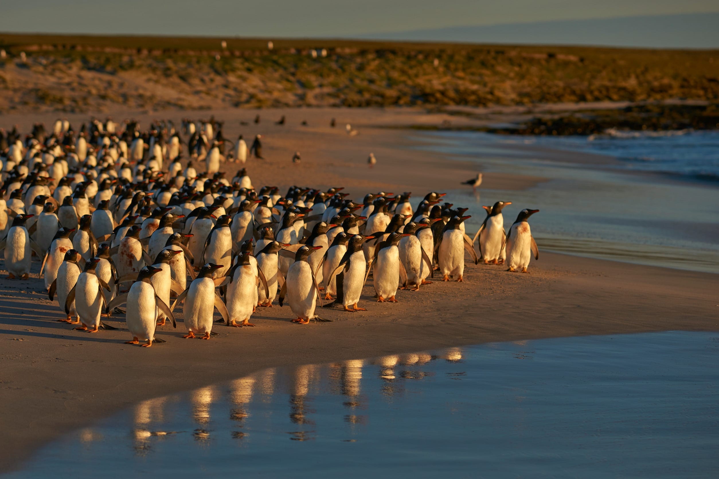 a male lion in Serengeti National Park, Tanzania, Africa